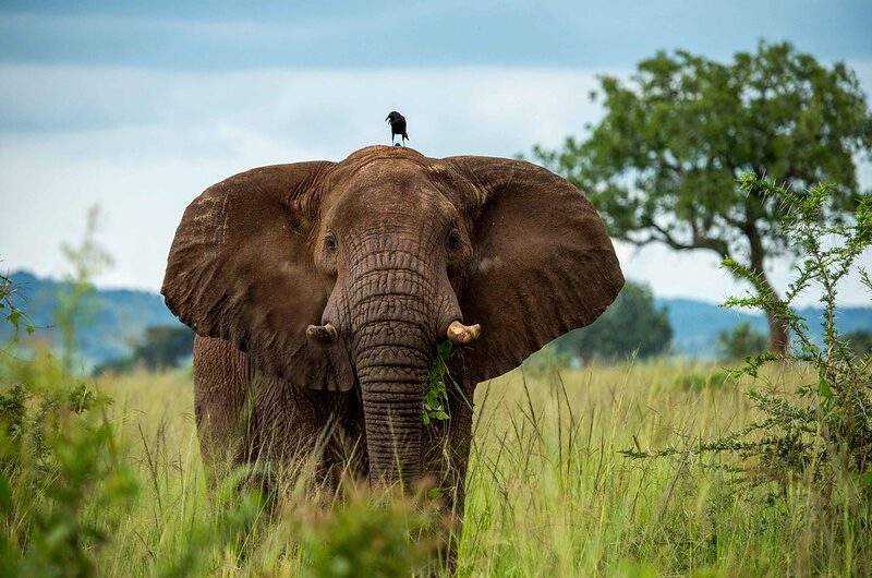 The Best Time to Go on a Uganda Safari in Kidepo Valley National Park.