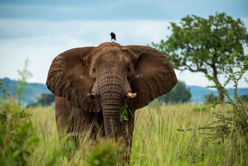 The Best Time to Go on a Uganda Safari in Kidepo Valley National Park.