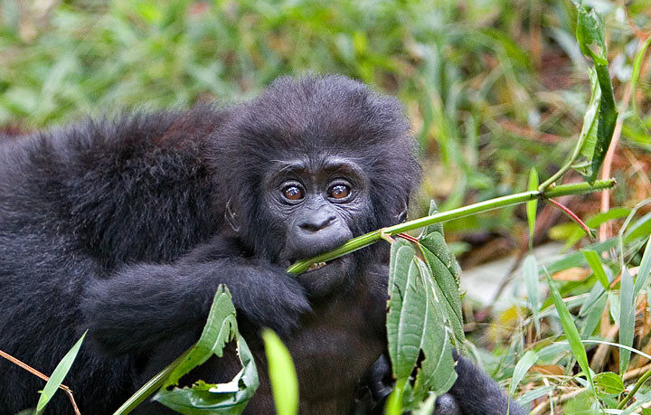 The Best Unique Cheapest Way to See Gorillas in Uganda.