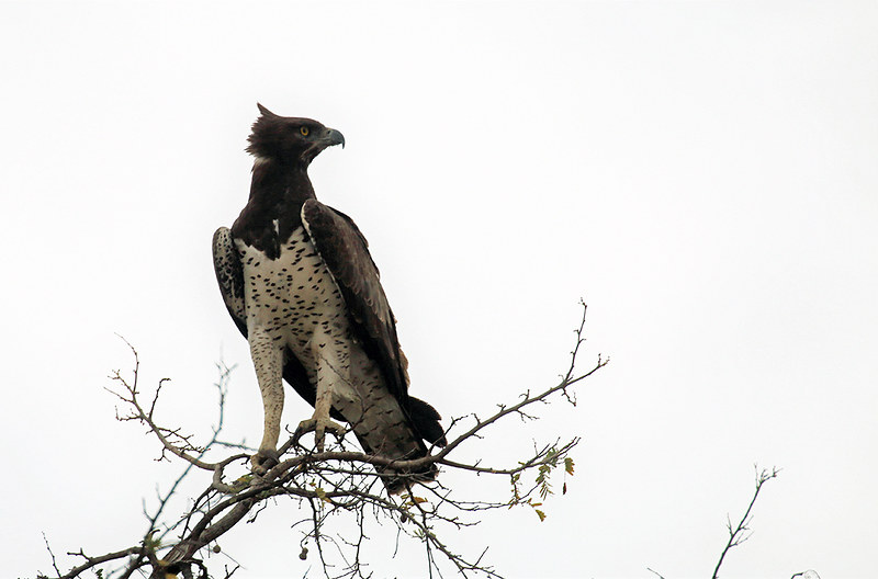 The Birds of Kidepo Valley National Park.