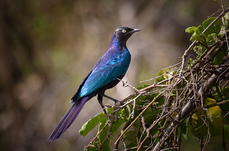 The Birds of Murchison Falls National Park.