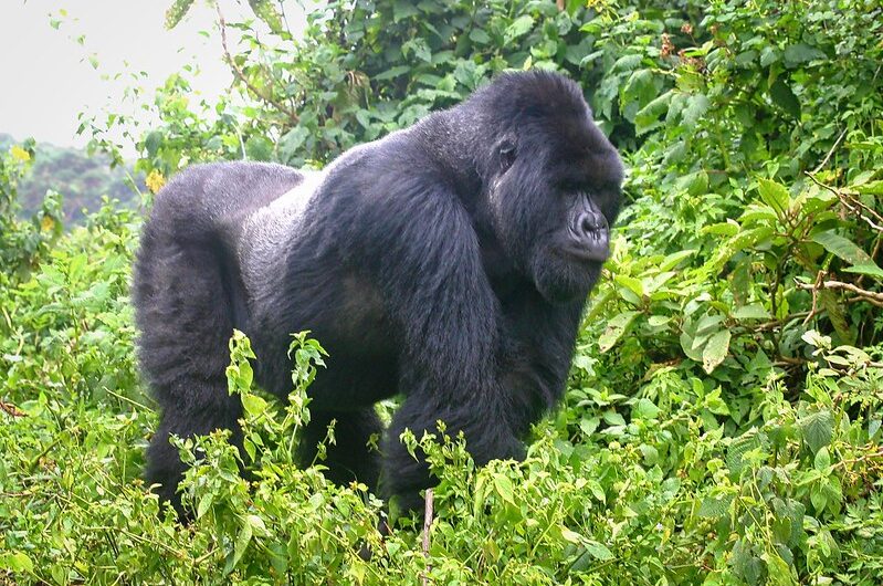 The Gorilla Forest Camp Uganda.