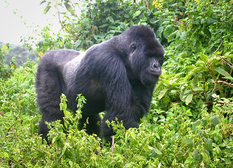 The Gorilla Forest Camp Uganda.