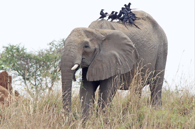 The Mammals of Murchison Falls National Park.