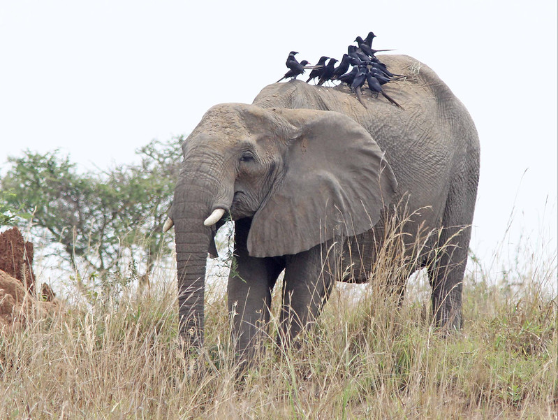 The Mammals of Murchison Falls National Park.