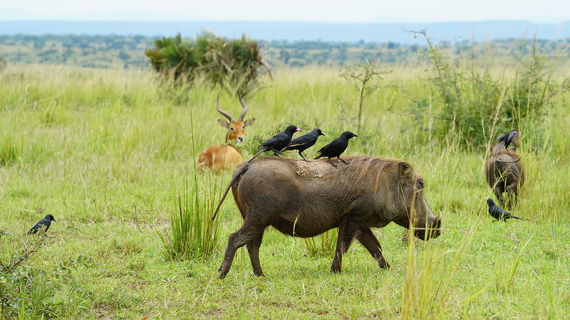 The Wildlife of Murchison Falls National Park.