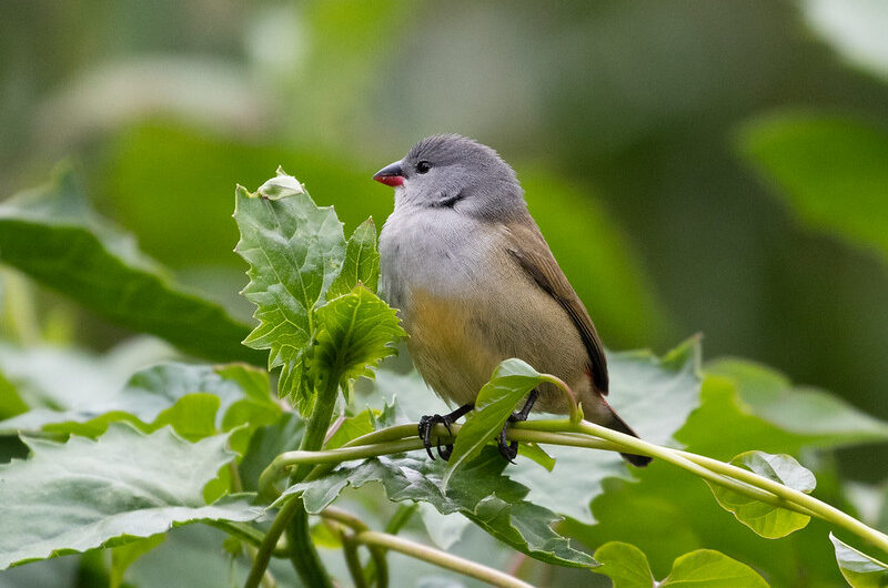 Top 10 birds in Mgahinga National Park