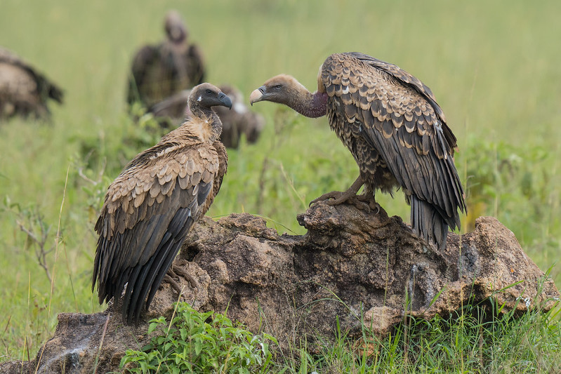 Top Safari Attractions in Kidepo Valley National Park.