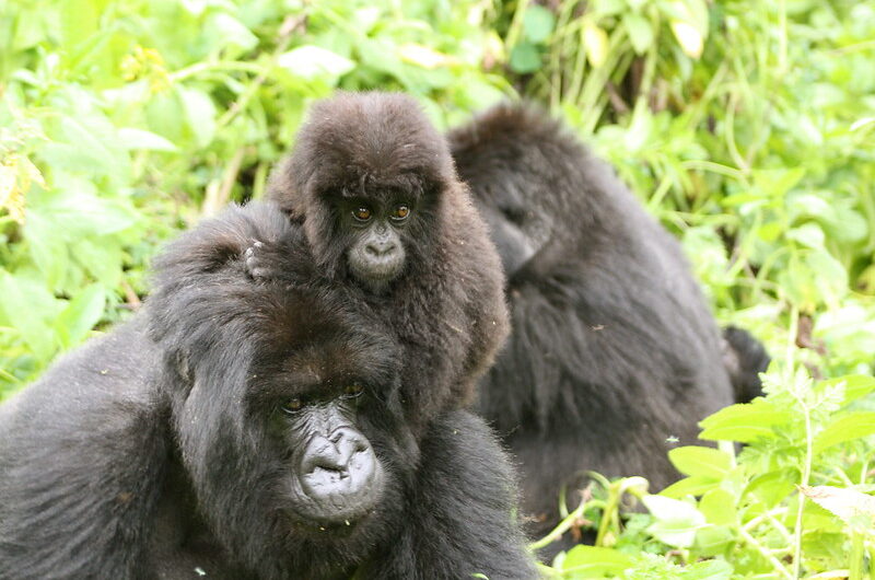 Total Global Mountain Gorilla Population - Mountain Gorilla Population Chart By Country (Updated 2025)