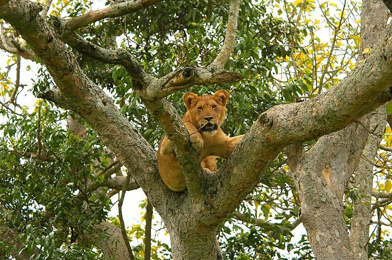 Tree climbing Lions In Uganda, Queen Elizabeth National Park