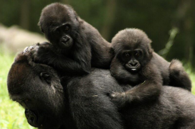 Two New Baby Gorillas Born in Bwindi Forest - Two Gorilla Babies Born in Uganda’s Bwindi Impenetrable National Park.