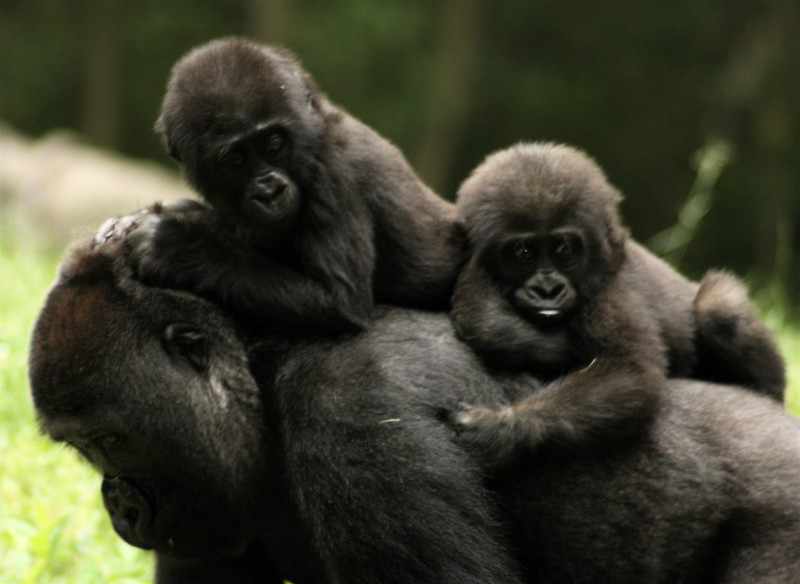 Two New Baby Gorillas Born in Bwindi Forest - Two Gorilla Babies Born in Uganda’s Bwindi Impenetrable National Park.