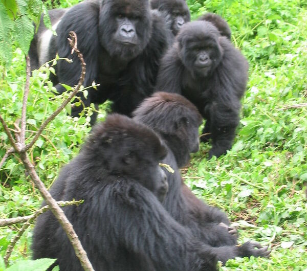 Types of Gorillas