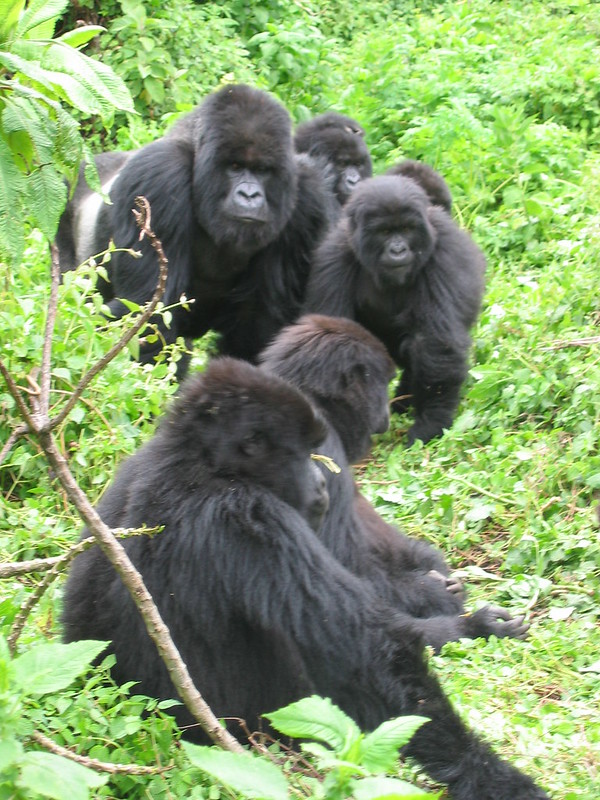 Types of Gorillas