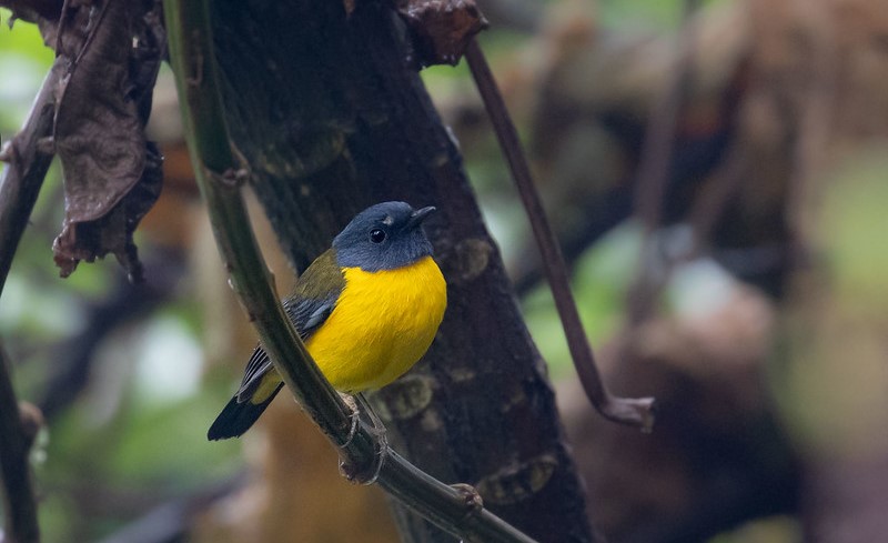 Uganda Birding in Bwindi, Birdwatching Tours in Uganda