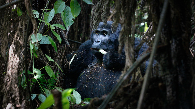 Uganda Gorilla Habituation in Rushaga