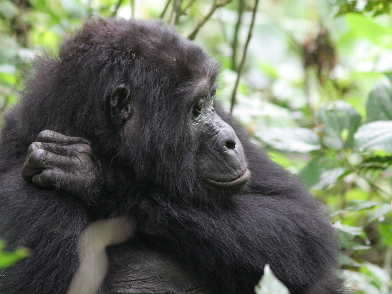 Uganda Gorilla Tours