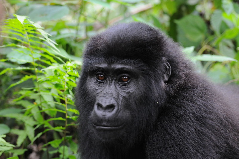 Uganda Gorilla Trekking Review