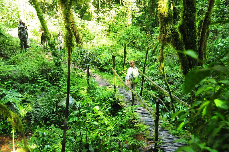 Uganda Nature Walks (In Bwindi-Buhoma Sector)