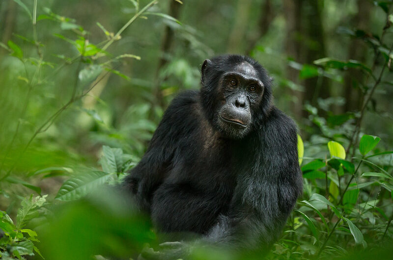 Uganda Safari Destinations