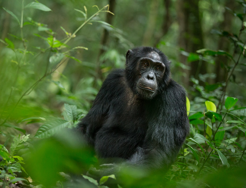 Uganda Safari Destinations