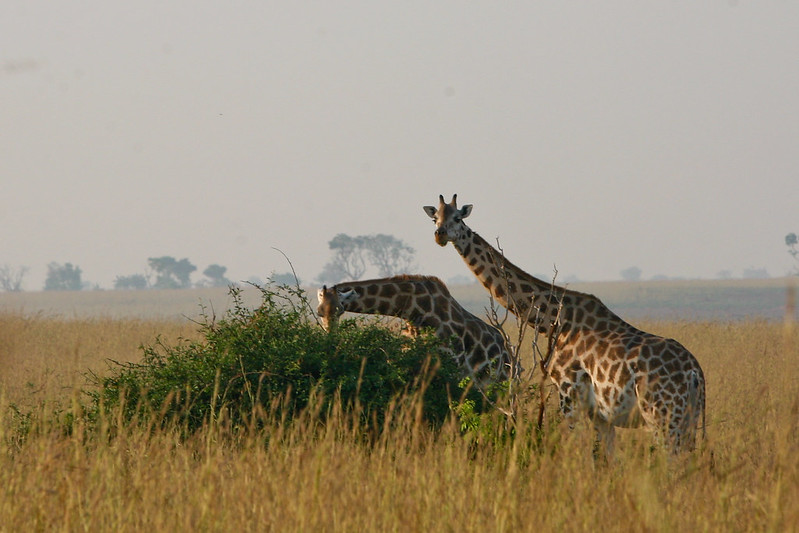 Uganda Safaris, Destinations, Itineraries & Safari Cost.