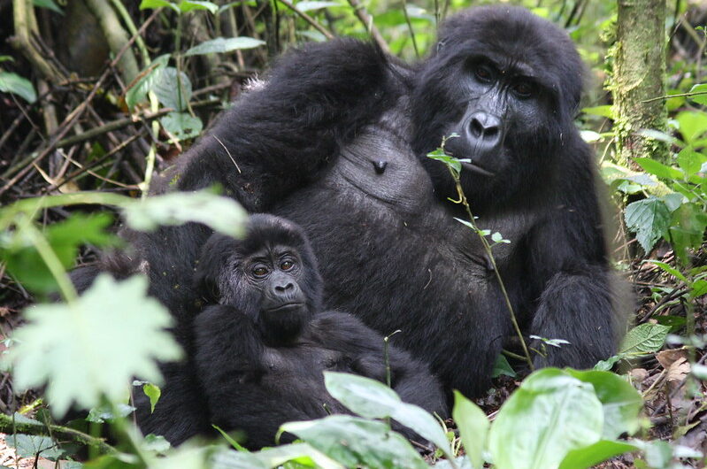 Uganda gorilla trekking permits