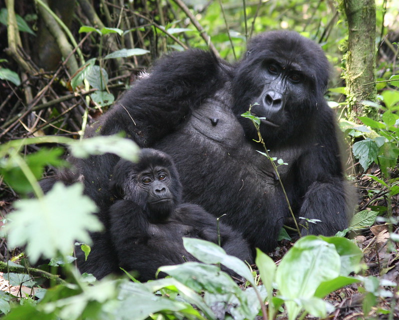 Uganda gorilla trekking permits