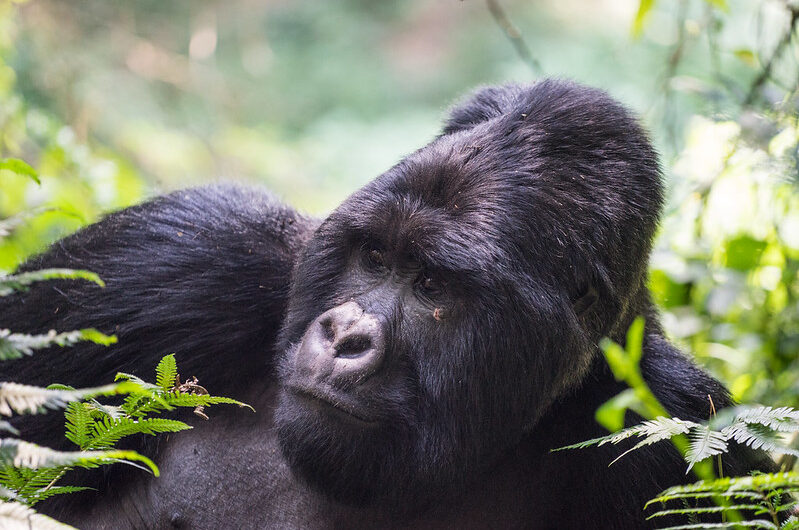 Uganda safari in Mgahinga Gorilla National Park