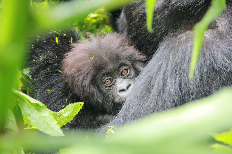 Ugenda Gorilla Group