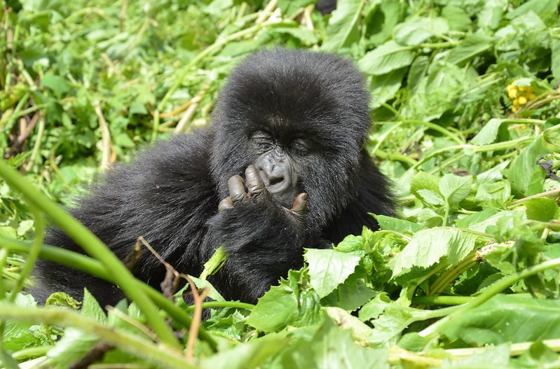 VIRUNGA NATIONAL PARK-BEST PLACE FOR GORILLA TREKKING.