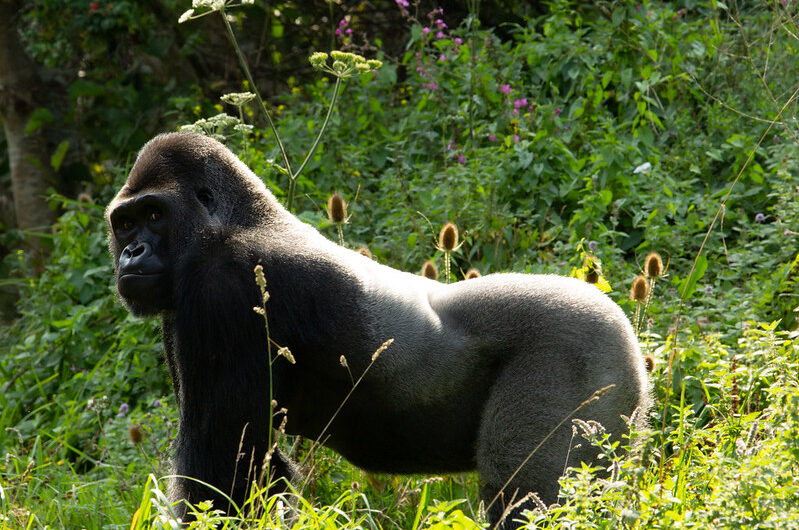 Western lowland gorilla - Gorilla trekking Safaris and Tours