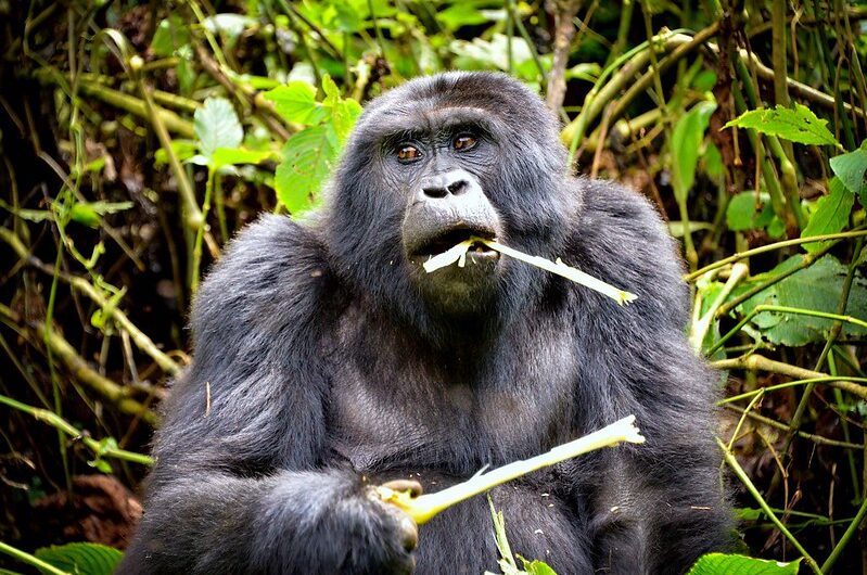 What Mountain Gorillas Eat Feeding Habits