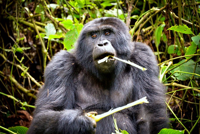 What Mountain Gorillas Eat Feeding Habits