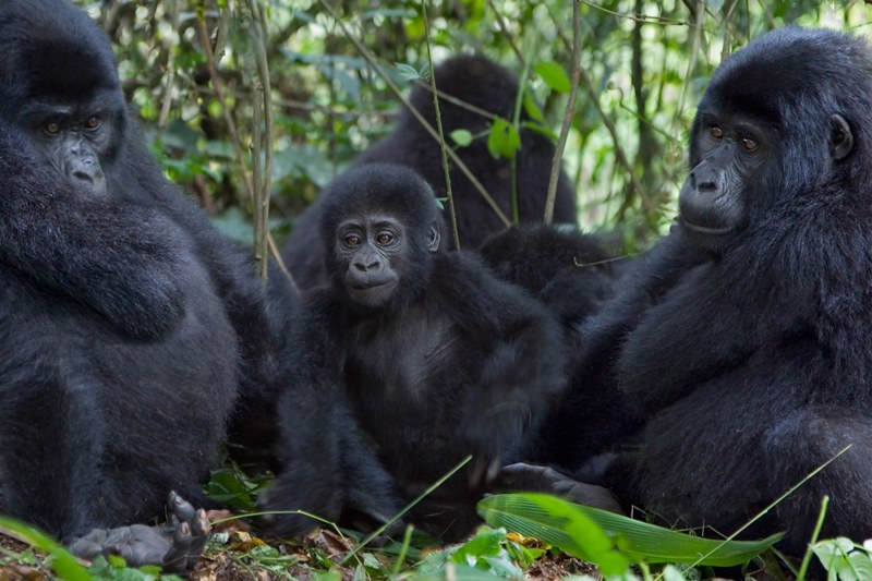 What is a group of Gorillas called Troop