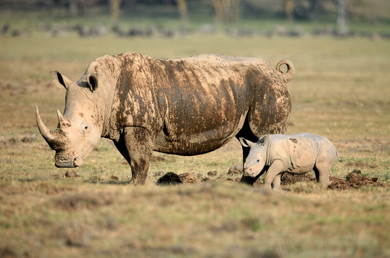 What to Expect on Safari in Kenya.