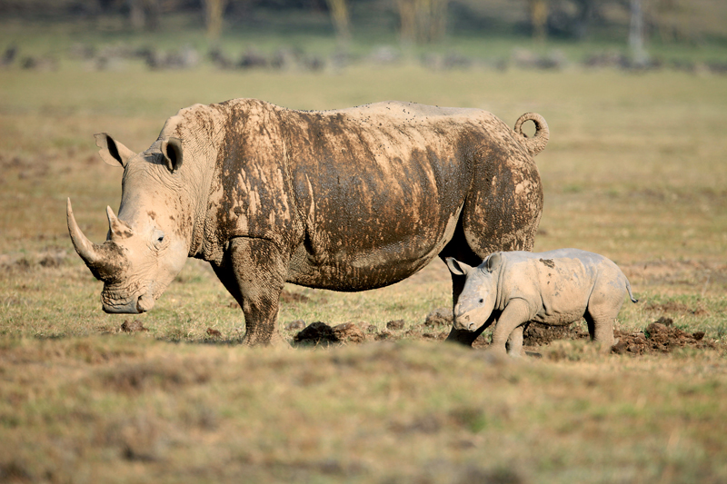 What to Expect on Safari in Kenya.