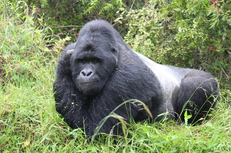 Where To See Gorillas in Africa, Best Gorilla Watching Holidays.