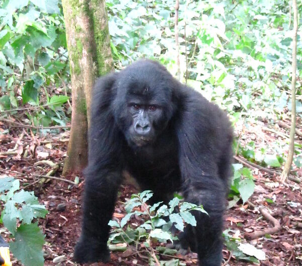 Where To See Gorillas in Africa - Best Places To See Gorillas in Africa (Which Countries).