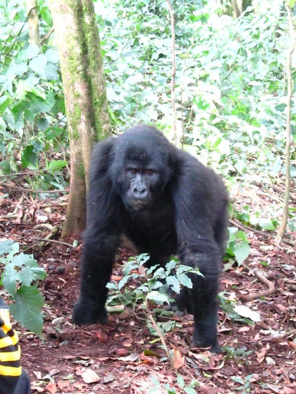 Where To See Gorillas in Africa - Best Places To See Gorillas in Africa (Which Countries).