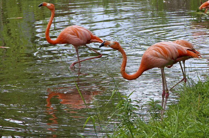 Where to see flamingos in Uganda.