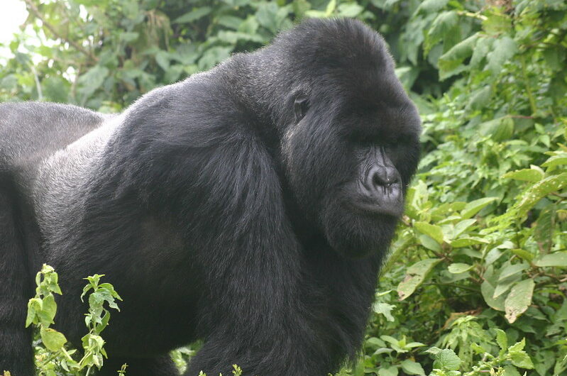 Which is the largest Gorilla Specie