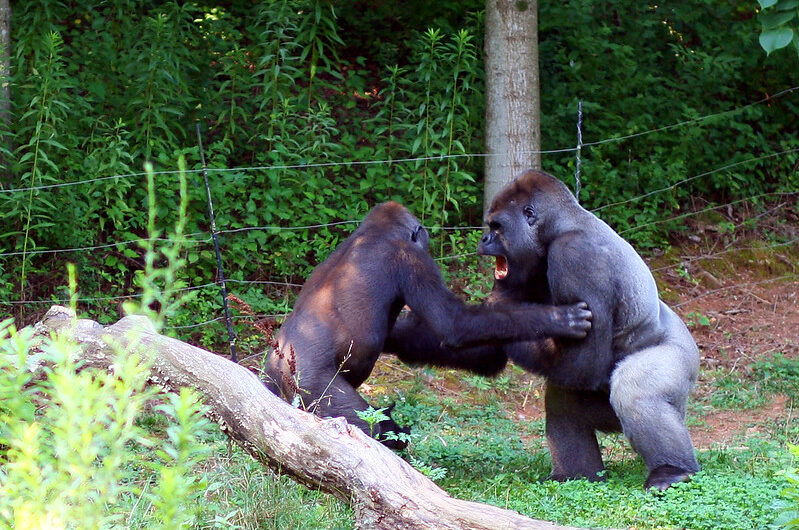 Why do Silverbacks fight