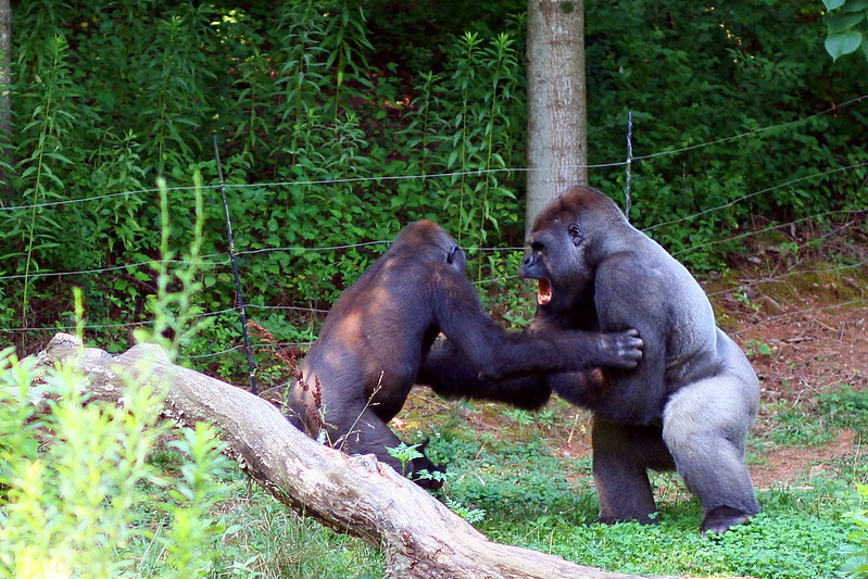 Why do Silverbacks fight