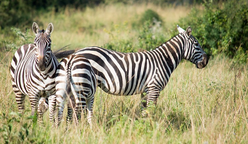 Wildlife at Kidepo Valley National Park.